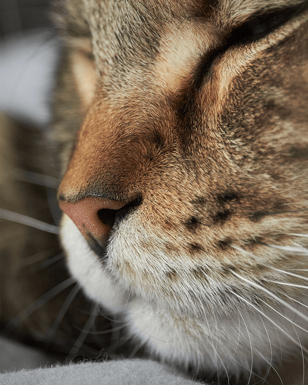 Nahaufnahme von Katzenfell und Schnurrhaaren