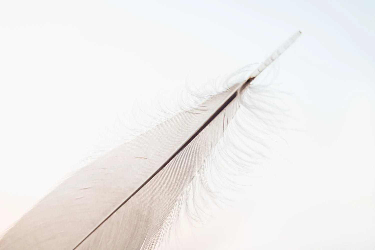 White feather with delicate edges