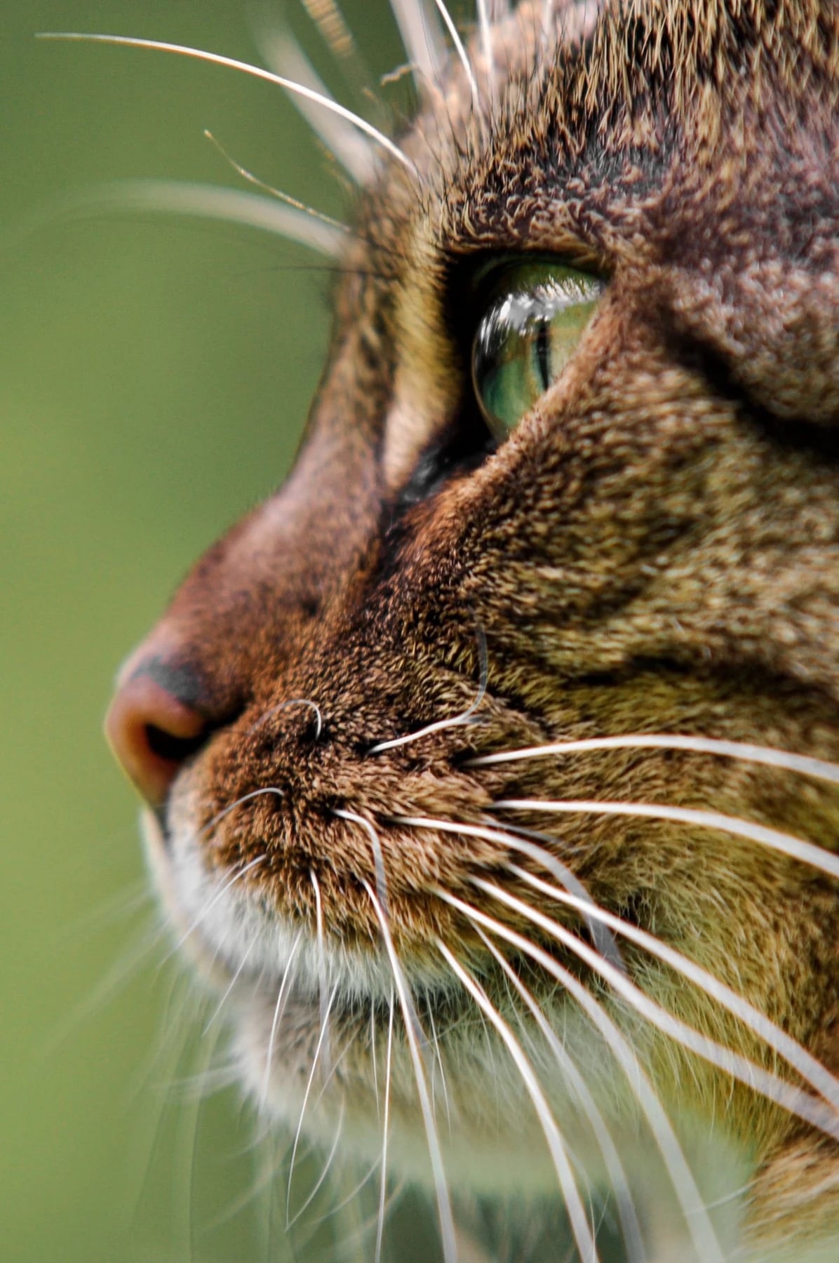 Close-up cat fur and whiskers